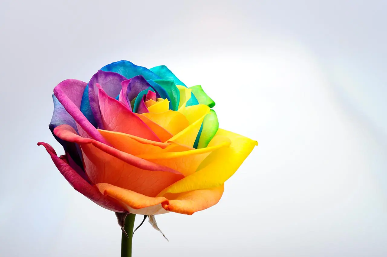 regenbogen-rosen selber machen, diy Geschenk